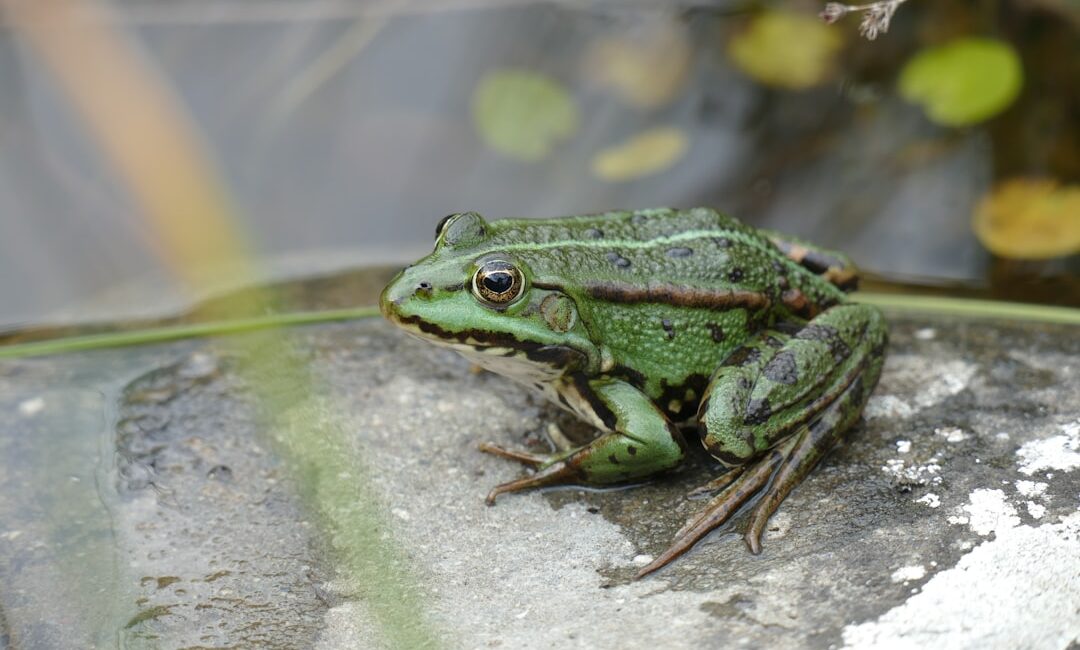 Photo Frog prince