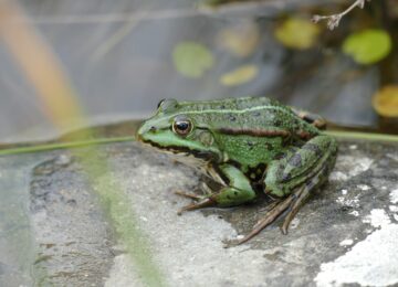 Photo Frog prince
